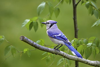 bluejay, feather, spring, nature, colorful, wildlife, birds, garden, branch, audubon, green Spring