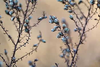 kurutulmuş çiçekler, solmuş, kurudu, kurutulmuş, kuru otlar, düşmek, doğa