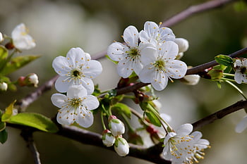 cherry Blossom, cherry, flowering Branch, blossom, petals, white Flowers, bloom, nature, spring