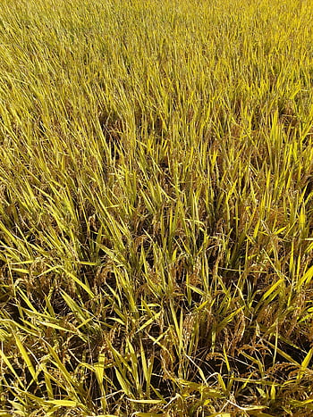 ch, riz, rural, l'automne, la nature, rizières, paysage, récolte, agriculture, République de Corée, grain