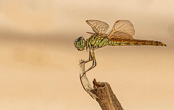 dragonfly, insect, macro, animal, wings, compound Eyes, entomology, nature, dragon-fly, insects