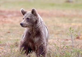 くま、 ヒグマ、 小熊、 尿道arctos、 野生動物、 フィンランド、 ソムサルミ