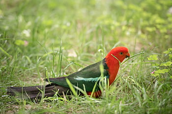 papoušek australský král, pták, zvíře, Papoušek, královský papoušek, alisterus scapularis, muž pták, účtovat, zobák, peří, volně žijících živočichů