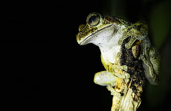 tree Frog, frog, nature, amphibian, animal, macro, night, copy Space, reptile, wildlife, dark