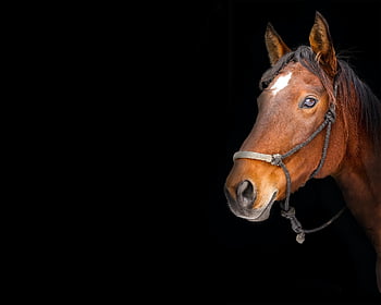 horse, foal, mare, animals, cute, equine, brown, mammal