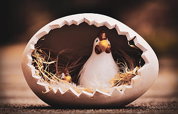 easter, chicken, happy Easter, easter Decorations, easter Egg, easter Greeting, fun, decoration