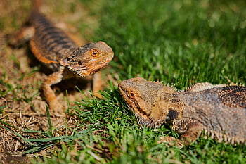 lizard, reptile, bearded Dragon, scales, creature, nature, dragon, animal