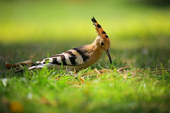 Eurasian hoopoe, selective focus photography, brown black and white bird, long beak bird, green grass, close-up, stunning feathers, lush green grass, nature photography, wildlife photography, bird photography