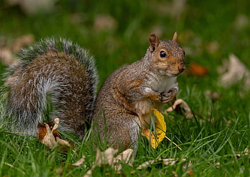 squirrel, animal, rodent, nature, wildlife, mammal, fauna, autumn, fall, leaves, foliage