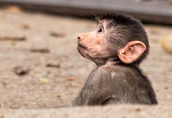 abe, primat, natur, dyr, pattedyr, dyr verden, ungt dyr, Zoo, hagenbeck zoo
