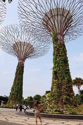 zahrady u zálivu, supertree háj, Vertikální zahrady, moderní architektura, singapore, lidí, kteří jdou, venkovní atrakce, Urban Greenery, kultovní mezník, turistická destinace, Udržitelný design