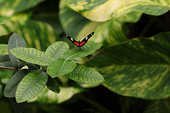 farfalla, insetti, Ali, heliconius melpomene, animali, fauna, farfalla tropicale, natura