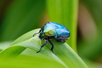 kumbang, serangga, daun, alam, menanam, rose chafer, hijau, merapatkan