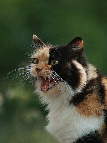 猫のクローズアップ、 猫の鳴き声、 キャラコ猫、 カラフルな毛皮、 表情豊かな目、 シャープなクローズアップ、 猫顔、 猫の目、 猫の毛皮、 猫のひげ、 猫の口が開いています