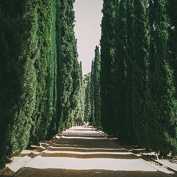 path in between green trees, tranquil tree-lined pathway, towering cypress trees, sunny day, outdoor scene, nature walkway, greenery, natural path, serene environment, forest path, tree avenue