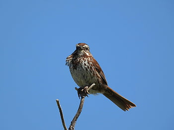 passero della canzone, uccello, cantare, natura