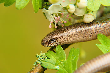 slow Worm, lizard, tree, animal, reptile, wildlife, plant, forest, nature, environment, closeup