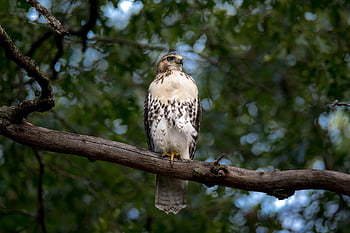 bird, hawk, ornithology, nature, red-tailed Hawk, animal, habitat, predator, raptor, wildlife, hunter