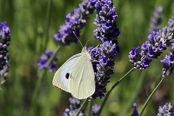 bílý, motýl, hmyz, květ, nachový, opylování, pieris rapae, entomologie