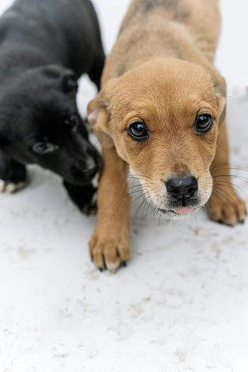 cute puppies, young puppies, playful puppies, marble floor, close-up puppies, puppy innocence, puppy charm, two puppies, puppy photos, puppy images, puppy pictures