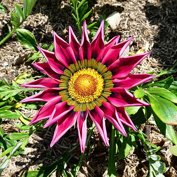 květ, Gazania, růžový květ, okvětní lístky, růžové okvětní lístky, špičatý květ, flóra, Příroda, zblízka, jediný květ, jaro
