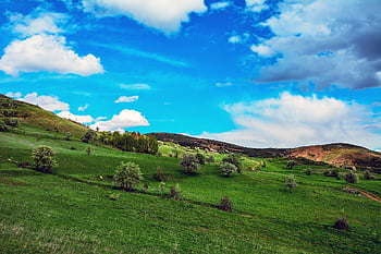 Příroda, květ, louka, jaro, tráva, zelená, flóra, strom, ahlat, nebe, Pohled