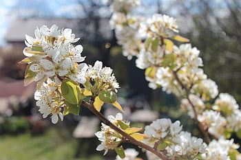 pear Tree, pæreblomst, flowering