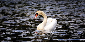 swan, lake, bird, water, nature, white, water Bird, waters, wildlife, swim, plumage