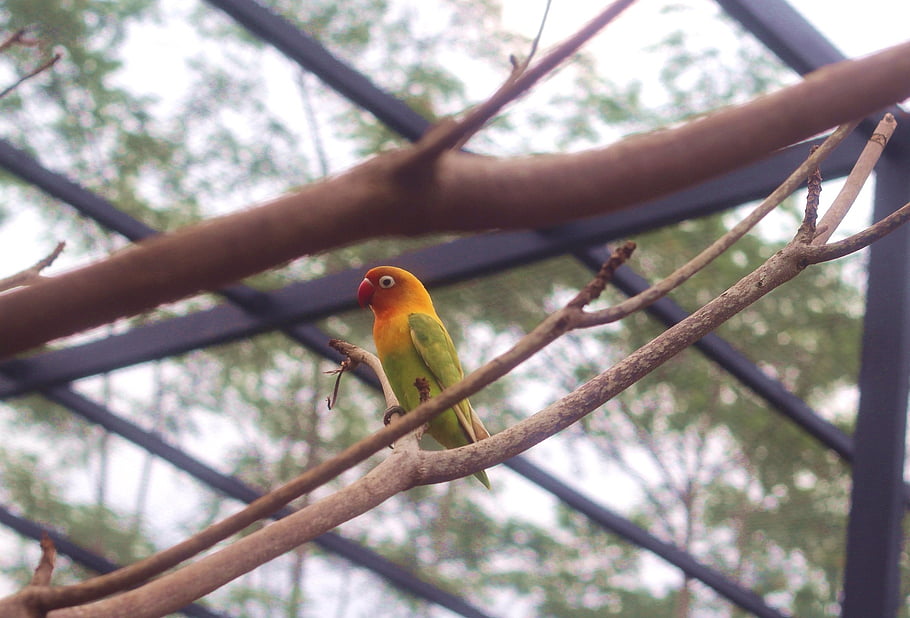 love Bird, tree, branch, animal, nature, zoo