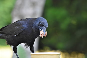 crow, bird, animal, carrion Crow, beak, nature, feathers, plumage, fauna, wildlife, ornithology