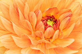 flowers, beautiful Flowers, dahlia, flower Background, flora, spring, garden, flower Wallpaper, nature, garten, computer Background