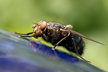 moucha, létat, hmyz, složené oči, brachycera, Příroda, makro, detailní