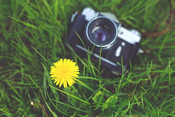 vintage kamera, gul mælkebøtte, grønt græs, klassisk kamera, udendørs fotografering, naturfotografering, retro kamera, mælkebøtte blomst, vintage fotografering, Frodigt græs, levende gul