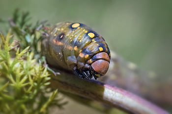caterpillar, larva, hyles Euphorbiae, insect, worm, animal, nature, endless Lives, moths, metamorphosis, macro