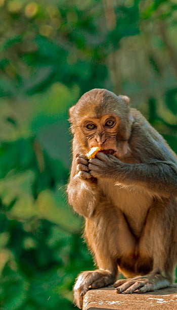 monyet, hewan, mamalia, primata, kebun binatang, simpanse, potret, makan, alam, margasatwa, Madagaskar