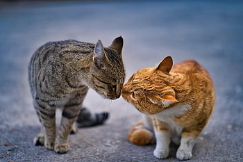 cats, outdoors, pets, animals, iran, tehran, nature, persian Cats, mammals, felines, street