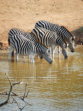 zebras, waterhole, African savannah, drinking zebras, herd of zebras, quenching thirst, wildlife photography, natural habitat, African wildlife, water body, zebras in water