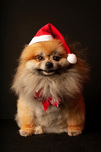 Pomeranian, Christmas hat, Santa hat, bow tie, adorable dog, festive dog, holiday pet, Christmas dog, cute Pomeranian, holiday outfit, Christmas outfit