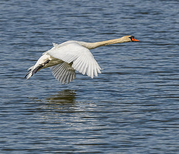 labuť, bílý, bílá labuť, pták, let, létající, voda, mute swan, Příroda, cygnus olor, cygnus