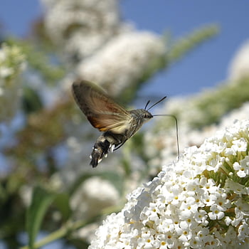 hummingbird Hawk Moth, insect, butterfly, nature, butterfly Lilac, moth