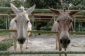 osły, długopis na zewnątrz, patrząc na aparat, dwa osły, blisko razem, fotografia zwierząt, zwierzęta hodowlane, scena wiejska, obudowa dla zwierząt, fotografia dzikiej przyrody, Para osła
