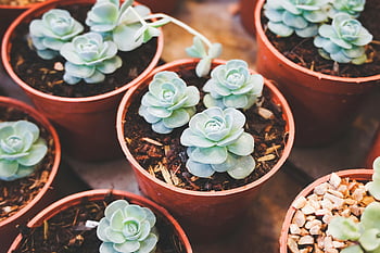 green succulents, succulent flowers, potted plants, top view, vibrant textures, natural textures, green plants, succulent pots, succulent garden, indoor plants, plant care