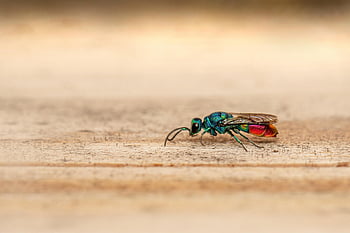 cuckoo Wasp, ruby-tailed Wasp, emerald Wasp, insect, bug, chrysis Ignita, wasp, macro, nature, entomology, day