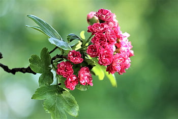 hawthorn, tree, flowering, pink Flowers, nature, sprig, minor, color, green, freshness, delicate