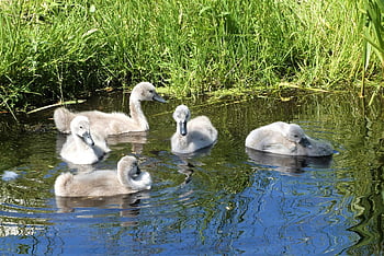 mladé labutě, vodní ptáci, mláďata, jaro, Příroda, peří, plavání, holandský