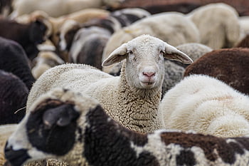 sheep, animals, flock, flock Of Sheep, mammals, livestock, group, wool, rural, nature, portrait