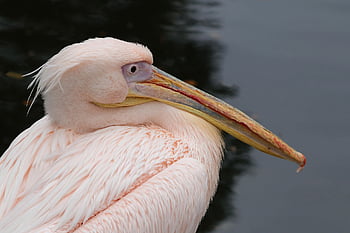 pták, pelikán, zobák, peří, růžový pelikán, pelecanus onocrotalus, vodní ptáci, zvířat, fauna, Příroda