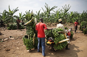 uganda, doprava, banán, ovoce, tropický, zelená, trh, obchod, jídlo
