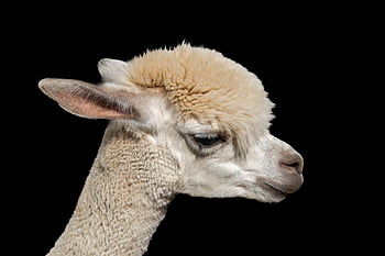 alpaca, mamifer, llama de munte, camelide, vicugna pacos, animal de ferma, izolate pe negru, pe fundal negru