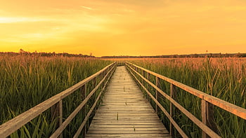 Federsee, špatné buchau, tapety na plochu, hd tapetu, tapeta na zeď, slatina, Windows tapety, cool pozadí, přírodní rezervace, Příroda, Tapeta 1920x1080